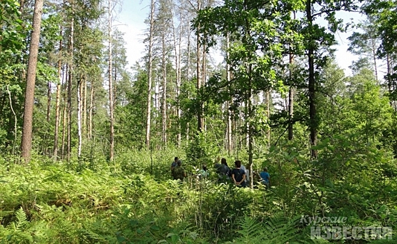 В Курской области пресекли незаконную вырубку леса