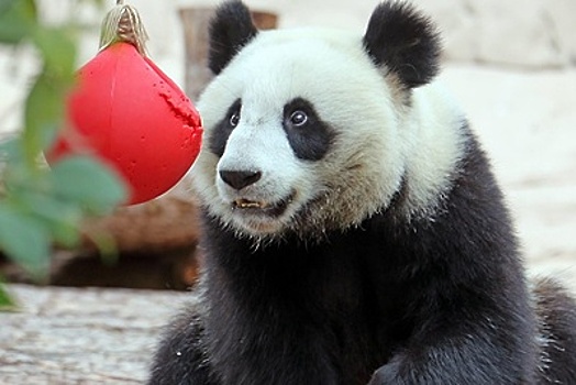 Панда в Московском зоопарке «напугала» зиму своими играми со снеговиком