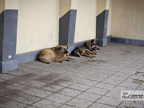 В Бугуруслане собаки покусали двоих детей