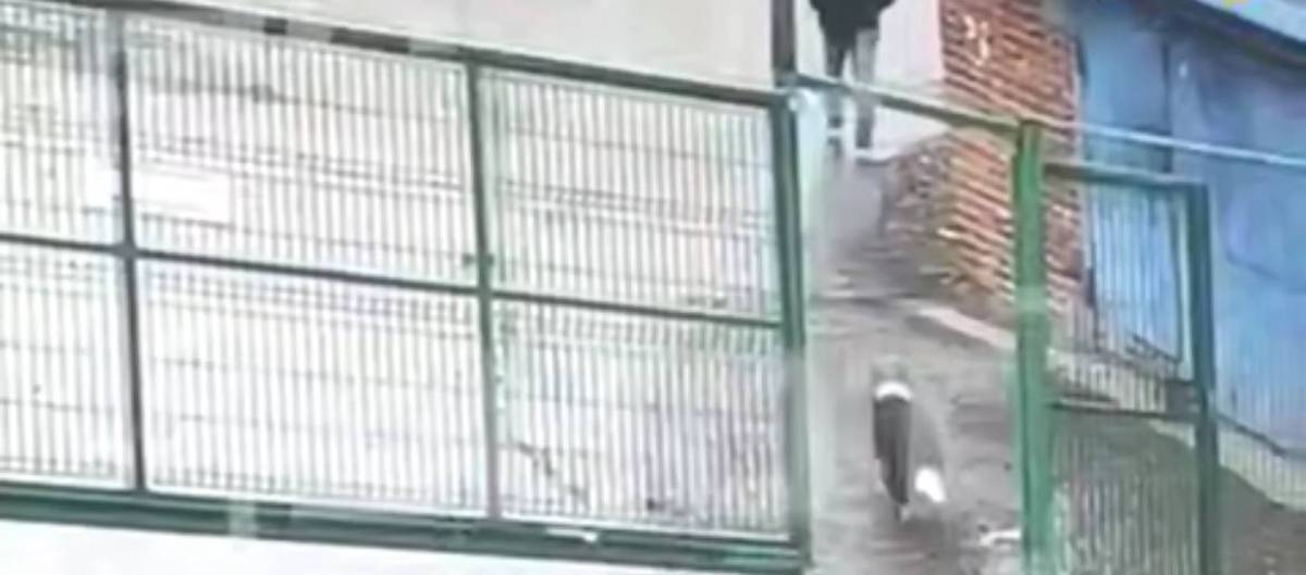 Мужчина, убивший собаку в Новой Москве, подробно объяснил мотив преступления