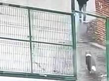 Убивший собаку в Новой Москве мужчина объяснил мотив преступления