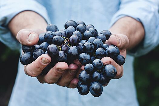 Доказано, что виноград может улучшить здоровье глаз у пожилых