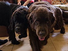 Ньюфаундленд и его собачья жизнь в Саратове