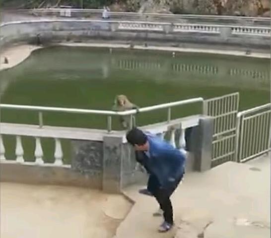 Макака отомстила туристу, скинувшему ее в пруд в китайском храме. Видео