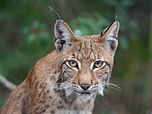 Ночная охота рыси попала в объектив фотоловушки российского заповедника