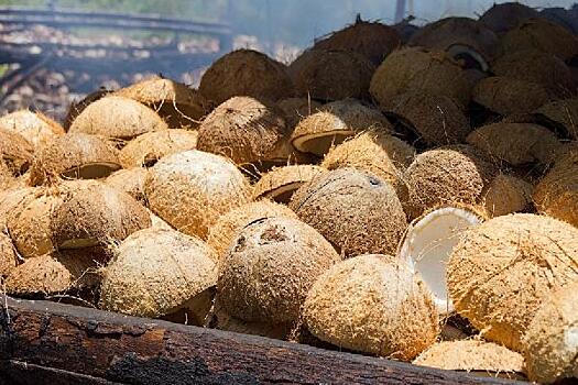 P&G, BASF и Cargill поддержат кокосовые фермы