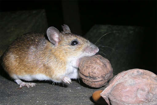 Биологи выяснили, что «нашествие» мышей в Японии произошло из-за плодоношения бамбука