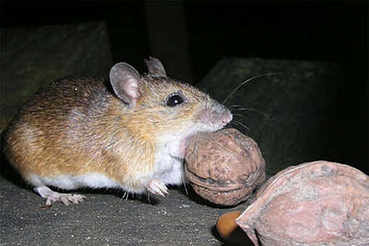 Биологи выяснили, что "нашествие" мышей в Японии произошло из-за плодоношения бамбука