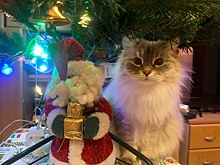 Офтальмолог объяснила, как новогодние гирлянды вредят зрению: «Риск связан с физикой света»