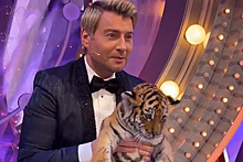 Тигр нагадил на костюм Николая Баскова на съемках новогоднего шоу в Москве