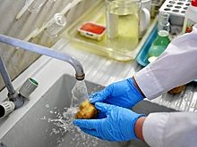 В Китае оценили заразность еды и посылок