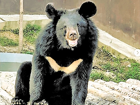 В Приморье открыли приют для спасенных гималайских медведей