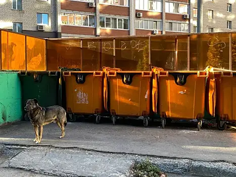 В Тольятти на пенсионерку по дороге в храм напала собака