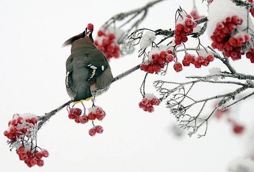 В Подмосковье пьяных птиц уложили на скамейку