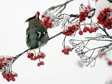 В Подмосковье пьяных птиц уложили на скамейку