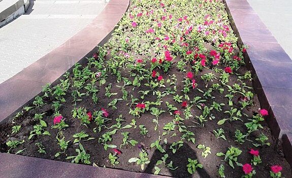 До середины июня в Петрозаводске высадят цветы на 75 городских клумбах