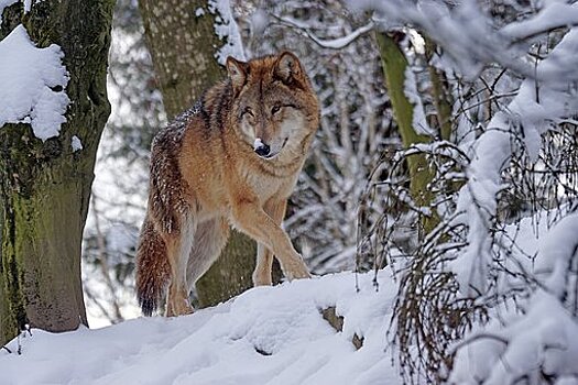 Охотник Геннадий Соловьев бьет тревогу: растущая популяция волков в России уничтожит копытных