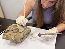 Губернатор Никитин: археологи раскопали зуб мамонта в центре Нижнего Новгорода