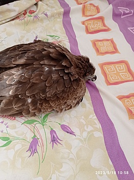 Жительница Кузбасса спасла сбитого машиной коршуна