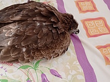 Жительница Кузбасса спасла сбитого машиной коршуна