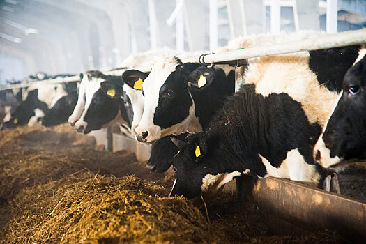 Новосибирские ученые связали продуктивность коров с "сырным" геном