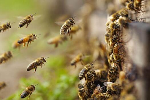 Исследование: пчелиный яд разрушает раковые клетки