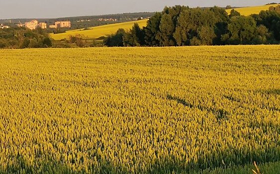 Поздравление с Днем России!