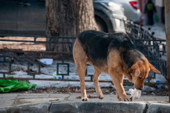 Политолог Гращенков о проблеме бездомных собак: «Пожизненное содержание в приютах может превратиться в коррупционную схему»