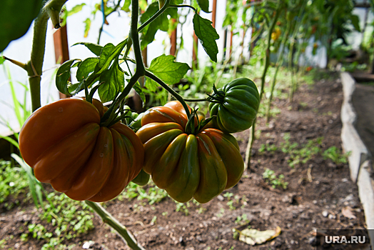 У жителей ХМАО летом снизился интерес к отдыху на турбазах
