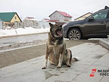 Учителей и дворников в Республике Коми вооружат шокерами для защиты от бродячих собак