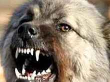 Породистый пес загрыз хозяина в Москве