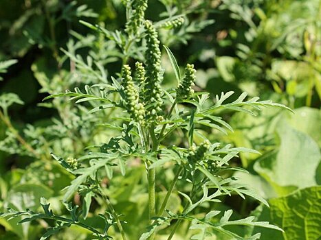 Жителей столичного региона предупредили о цветении амброзии