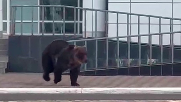 Огромный медведь пробежал по центру Курильска