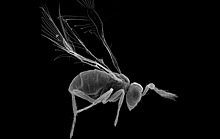 Ученые реконструировали зрительную систему насекомых
