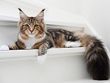 Рабочий украл из питомника породистых котов на 2 млн рублей