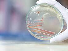 «Настоящий монстр»: какая бактерия убила девять младенцев в роддоме Новокузнецка