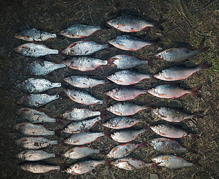 За прошедший нерест у новосибирских браконьеров изъяли более 700 видов рыбы