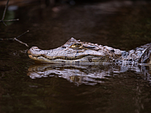 Что делать, если на вас напал крокодил