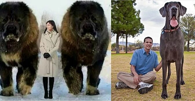 Тибетский мастиф, немецкий дог и другие большие собаки, внешний вид которых впечатляет