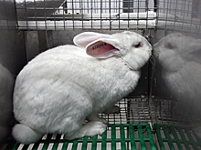 Новый смертельный вирус убил тысячи животных
