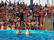 Пережитки прошлого: экологи выступили против строительства восьмого дельфинария в Сочи