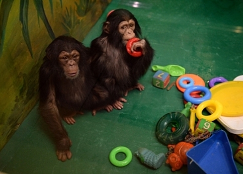 Исследователи выявили сходства в характерах детей и шимпанзе