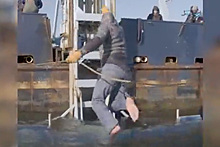 Ученые укротили смертоносную акулу-людоеда и затащили ее на судно