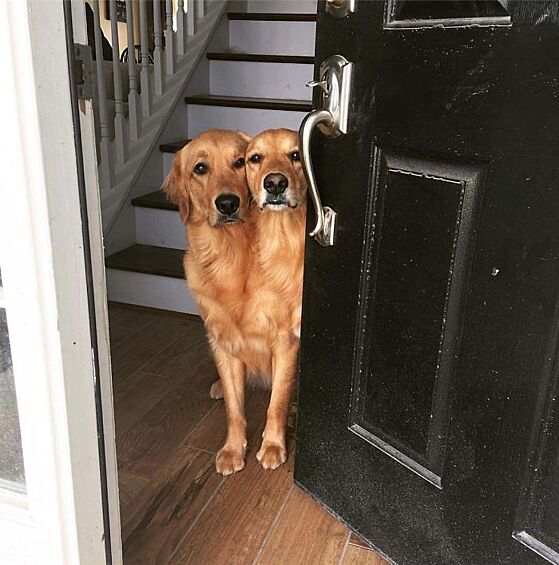 "Здравствуйте, вы кто? Мы - собака!"