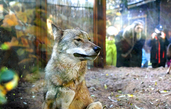 Накапливают жирок и ждут снега: обитатели Ленинградского зоопарка готовятся к зиме