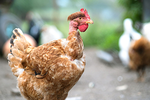 Открыта регистрация на новый курс Vcube: «Вирусные и бактериальные болезни птичьего стада»