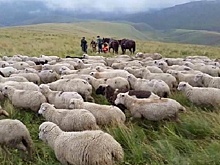Челябинские депутаты освободили фотографов и пастухов от уплаты налога