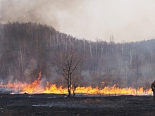 В Астраханском заповеднике вспыхнул крупный пожар