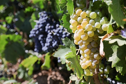 Белая плесень на винограде: как найти причины и избежать ее