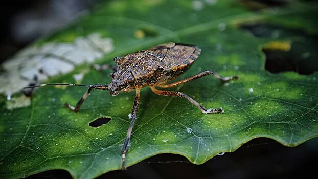 Опасность атаковавших российский регион клопов-вонючек оценили